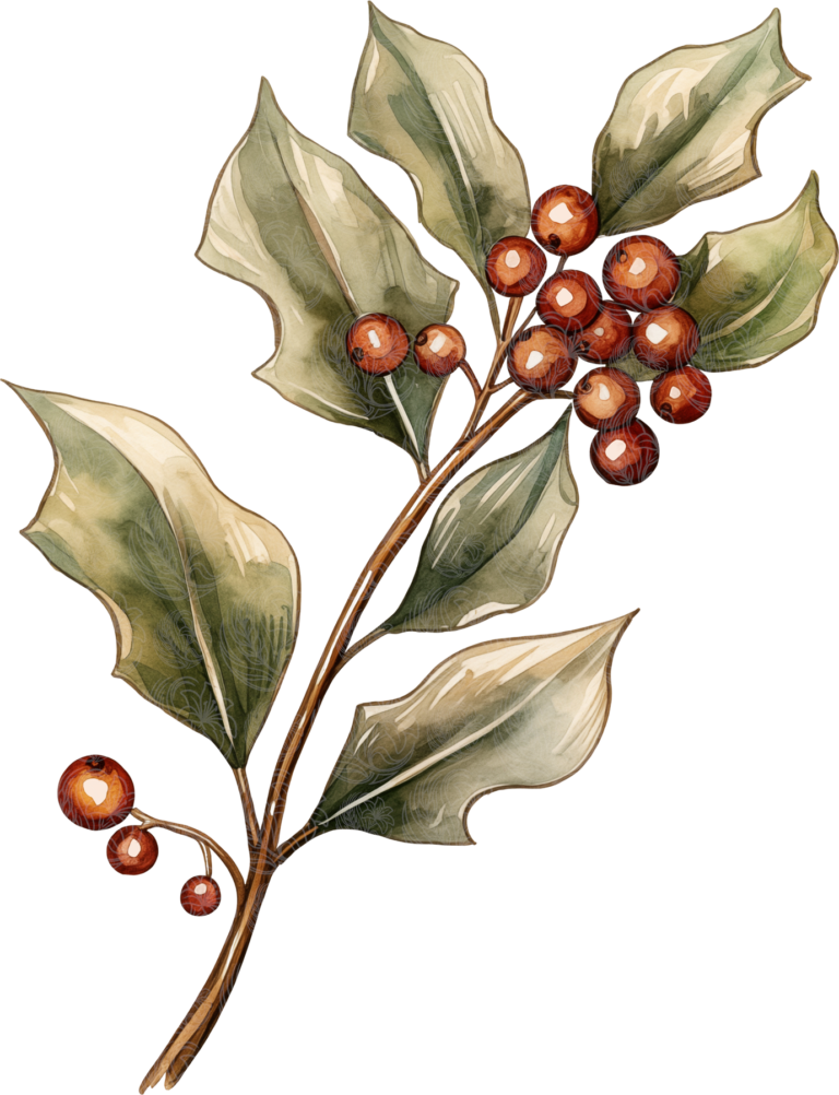 Christmas holly branch with red berries and green leaves, watercolour botanical illustration, Grey Barn Handwerk, Saskatchewan.
